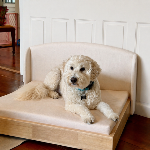 A Labradoodle lying on the Haven dog bed in a customer's home